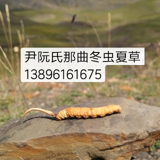 尹阮氏冬蟲夏草的來源